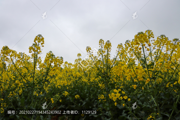油菜花
