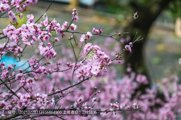 滿樹(shù)桃花