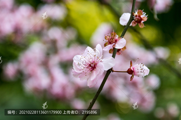 桃花