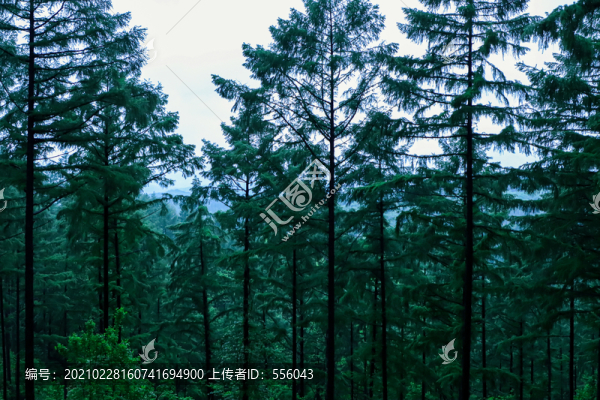 原始森林