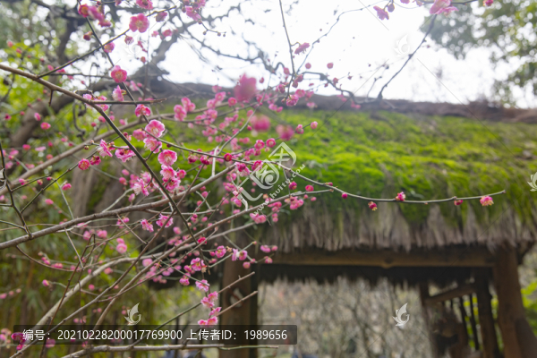 古宅梅花
