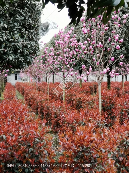 植物園