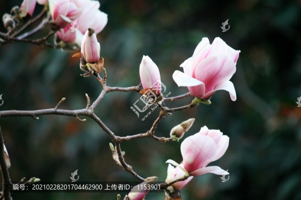 玉蘭花