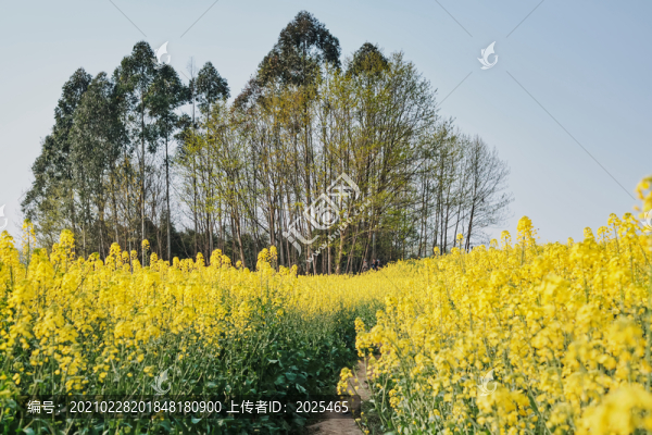 春天油菜花