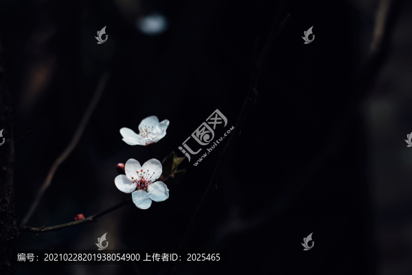 春天紫葉李