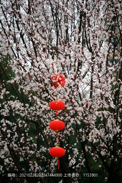 紅葉李開花