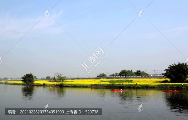 重慶潼南崇龕油菜花