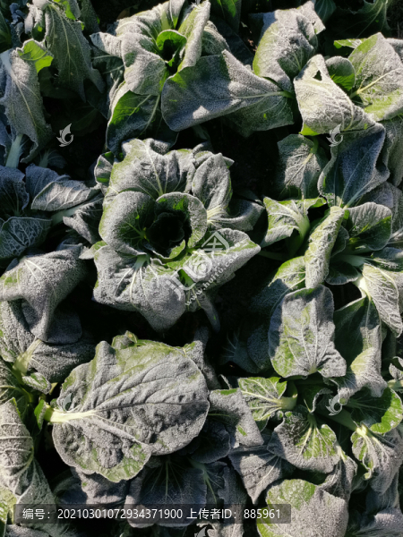 霜降下的青菜