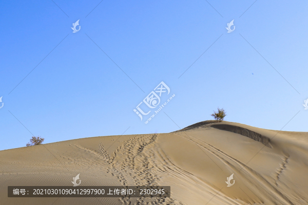 頑強(qiáng)的生命力