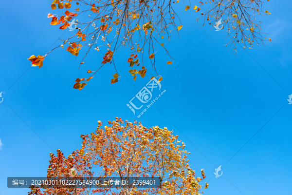 上海嘉北郊野公園秋天的烏桕樹(shù)紅