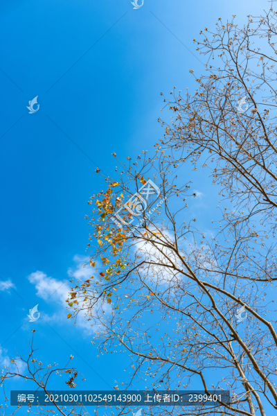 上海嘉北郊野公園秋天的烏桕樹紅