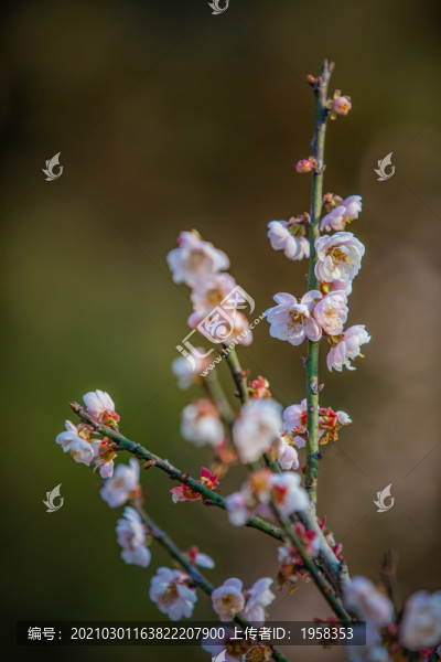 中山市樹木園梅花