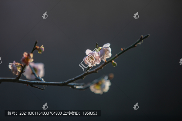 中山市樹木園梅花