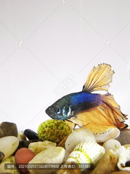 寵物魚