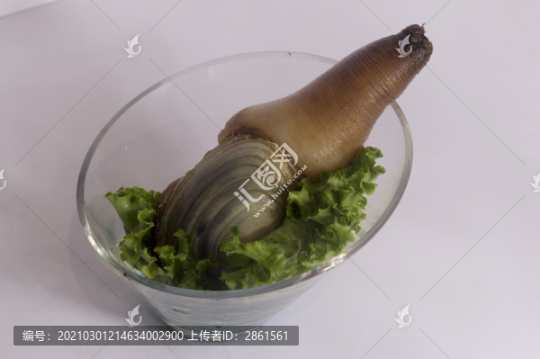 象拔蚌