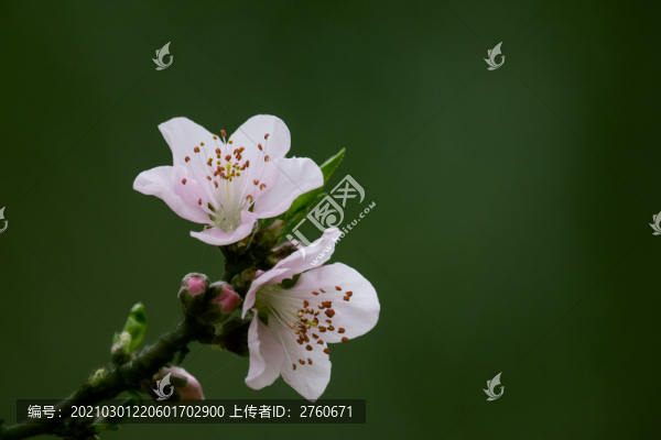 梅花