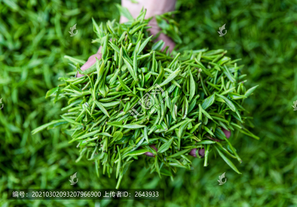重慶山區(qū)迎來春茶采摘季