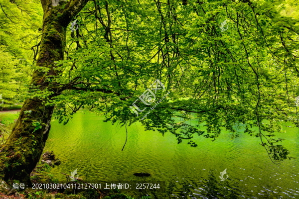 田園田野