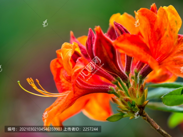火焰花