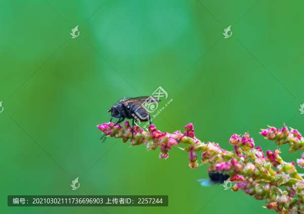 蒼蠅-匯圖網(wǎng) www.fosd68.com 蒼蠅