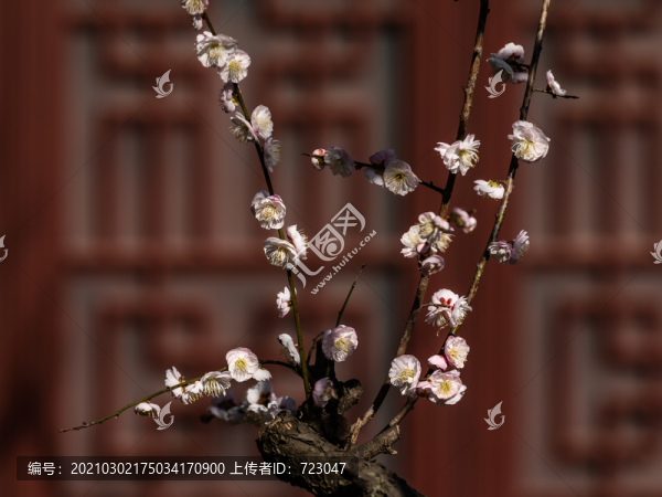 杭州永福寺探梅