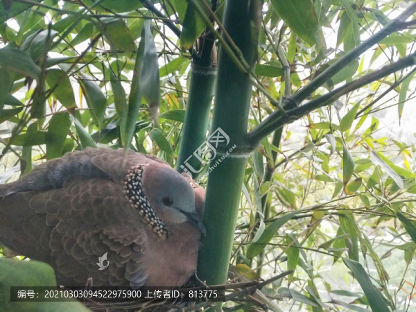 巢穴斑鳩