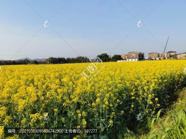 油菜花