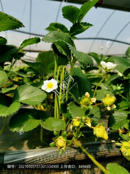 大棚溫室立體種植草莓