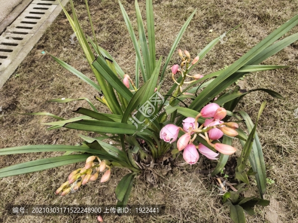 蘭花