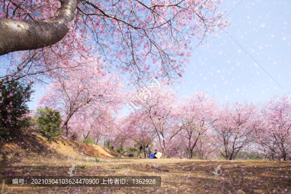 櫻花夢園