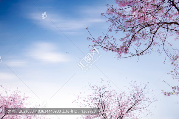 櫻花夢園