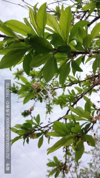 李子葉