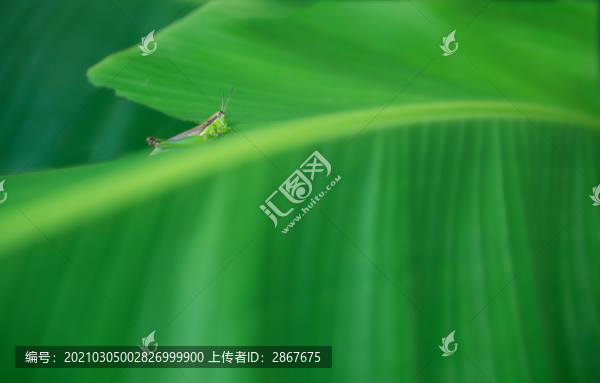 綠葉小蟲子