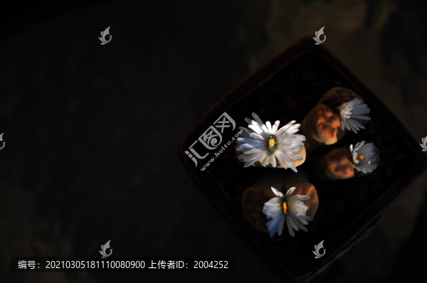 多肉生石花