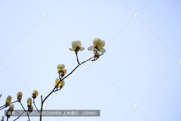 玉蘭花