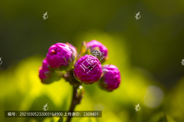梅花