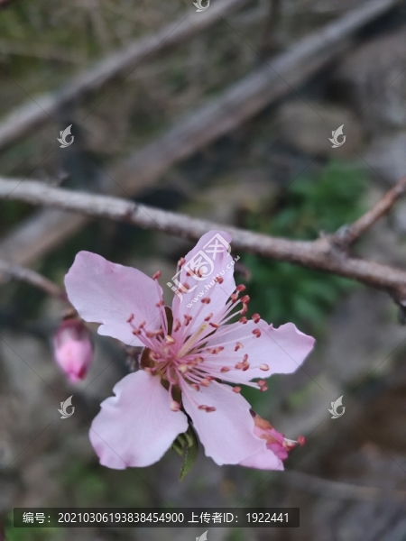 桃花大圖