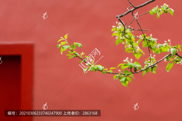 故宮紅墻春色