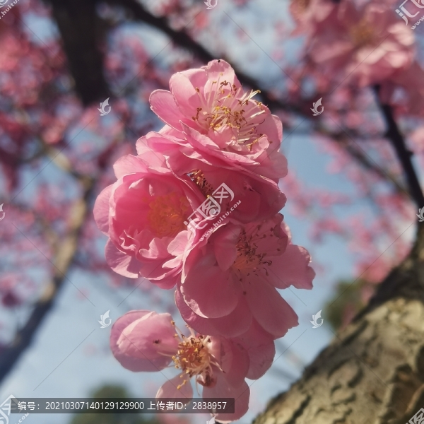 紅梅梅花
