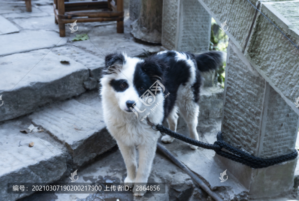 幼年牧羊犬