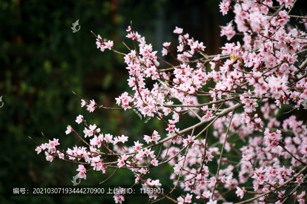 桃花枝
