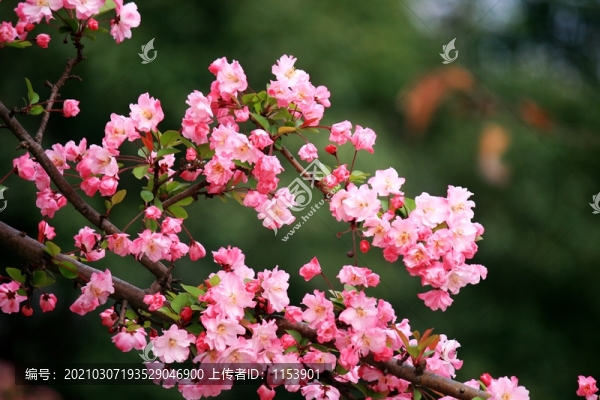 垂絲海棠