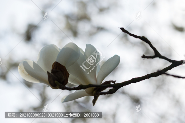 玉蘭花開(kāi)