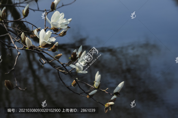 玉蘭花開
