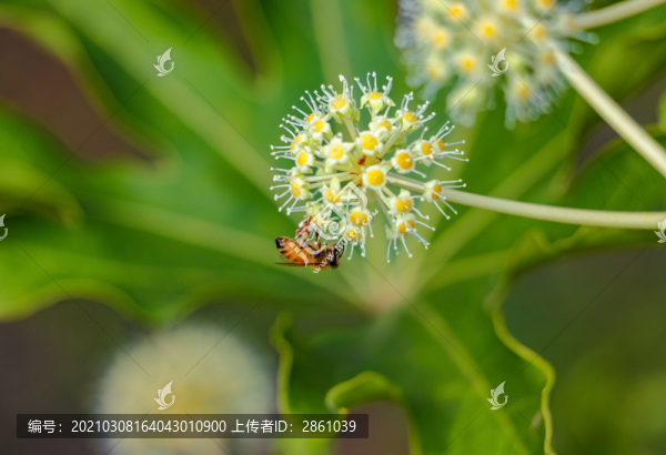八角金盤上的蜜蜂