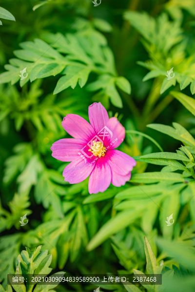 綠植中的一朵紅色格?；? title=