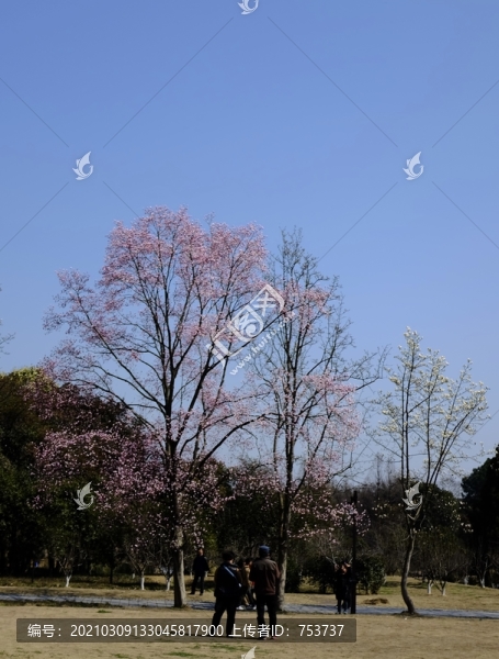 玉蘭花樹(shù)