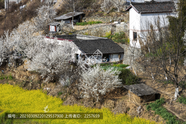 油菜花和農(nóng)舍