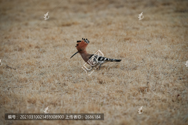 戴勝鳥