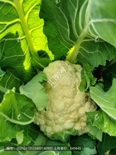 洋花菜蔬菜特寫素材